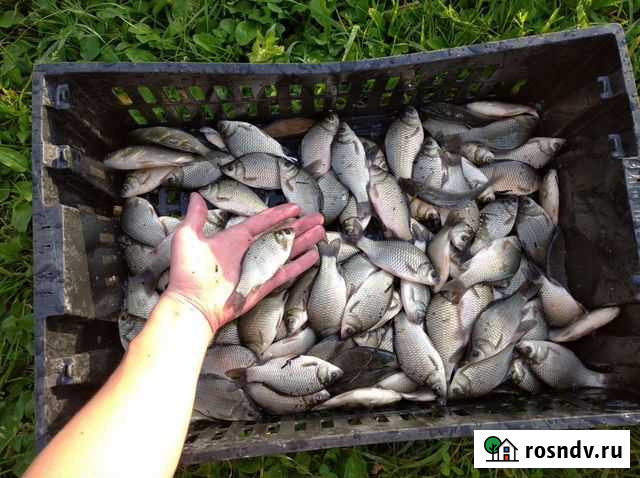 Карась Балашиха - изображение 1