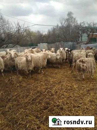 Коровы, телочки, бычки, овцы Лесной Городок - изображение 1