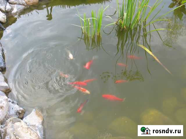 Рыбы для пруда, декоративные караси золотые рабки Коломна - изображение 1