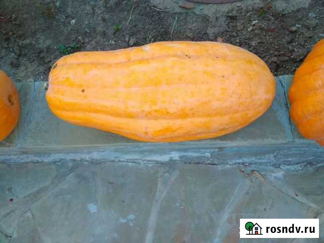Продаю тыкву Каменоломни - изображение 1