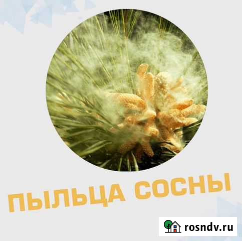 Пыльца сосны (природный антибиотик) Симоненко - изображение 1