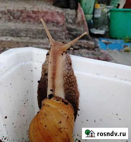 Улитки ахатины Комсомольск-на-Амуре - изображение 1