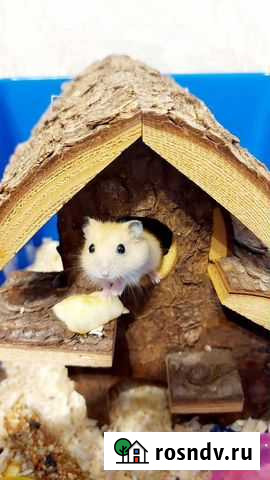 Джунгарский хомяк бесплатно Хабаровск - изображение 1