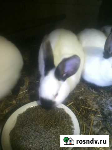 Кролики Киров - изображение 1