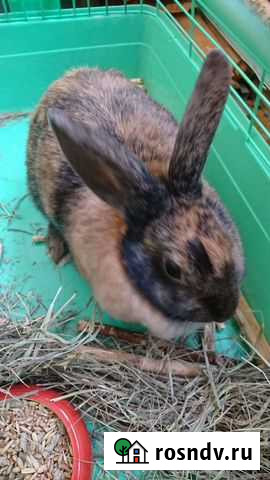 Декоративный кролик с клеткой Ишимбай - изображение 1