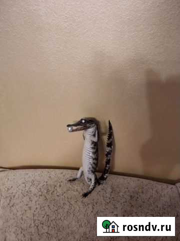 Крокодил натуральный Оренбург - изображение 1