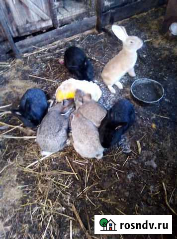 Кролики Канск - изображение 1