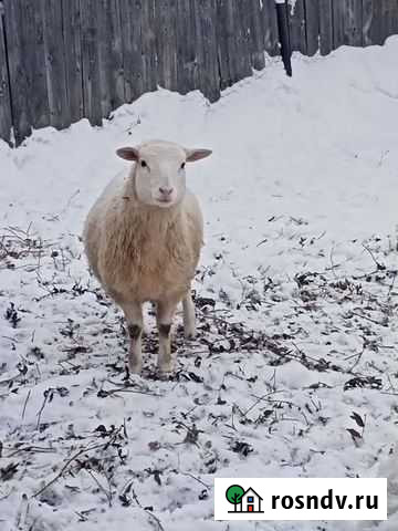 Баран-дорпер Чернушка - изображение 1