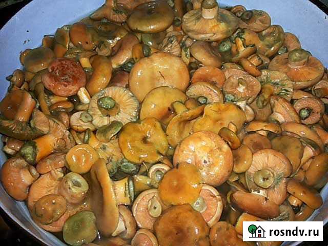 Грибы рыжики бочковые Самара - изображение 1