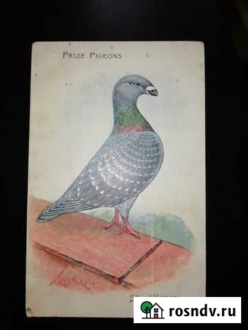Открытка с голубем Ростов-на-Дону - изображение 1