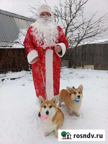 Дед мороз, Снегурочка и Королевские корги Нижний Новгород - изображение 1