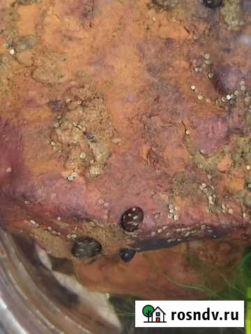 Улитки Теодоксус, Дафния Моина, Аулофорус Калуга - изображение 1