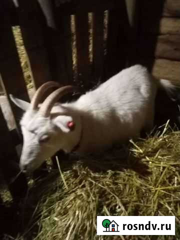 Козы Старый Оскол - изображение 1