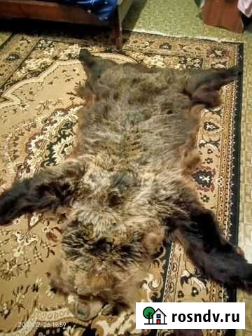 Шкура медведя натуральная Калуга - изображение 1