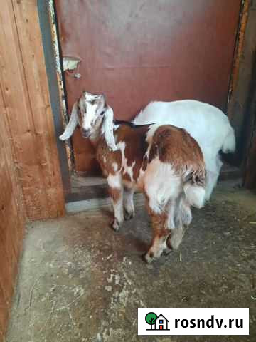 Нубийские козлик Бавлены - изображение 1