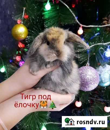 Карликовые крольчата Ростов-на-Дону - изображение 1