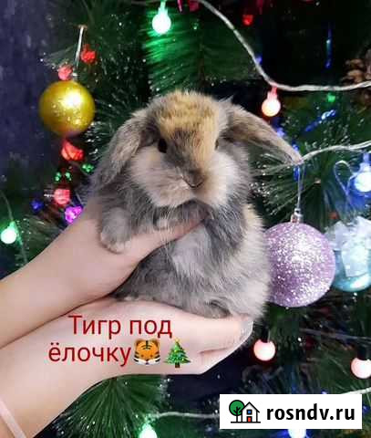 Карликовые крольчата Ростов-на-Дону - изображение 1