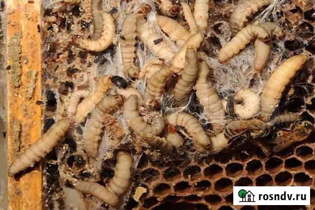 Восковая моль (Огневка) Зудилово - изображение 1