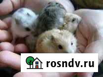 Детки, джунгарские хомячки Красноярск - изображение 1