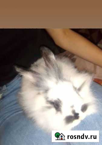 Декоративные карликовые кролики Чита - изображение 1