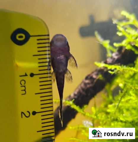 Сомик анциструс Химки - изображение 1