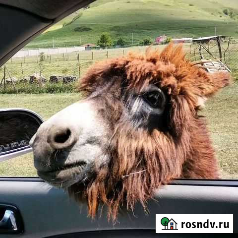 Экскурсии поездки в горы Владикавказ - изображение 1