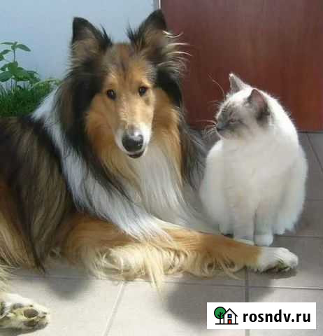 Уход и передержка животных Брянск - изображение 1