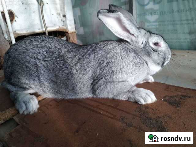 Кролики Арзамас - изображение 1