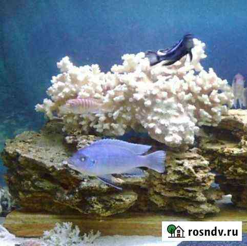 Голубая зебра Нижний Новгород