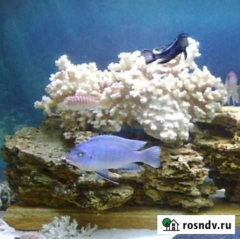 Голубая зебра Нижний Новгород - изображение 1