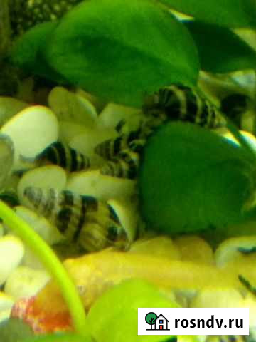 Улитки Хелены Новокузнецк - изображение 1