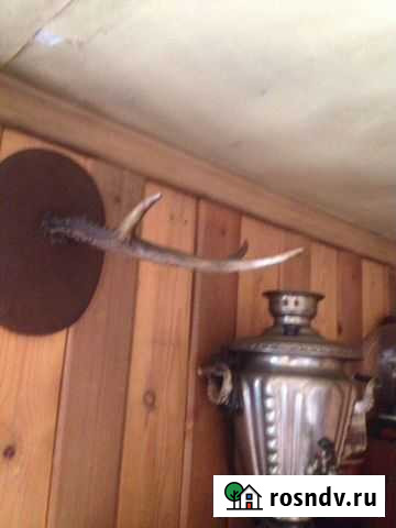 Рога Косули Канск - изображение 1