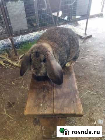 Кролики Тольятти - изображение 1