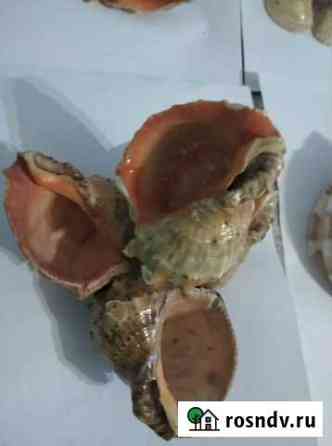 Ракушки Самара