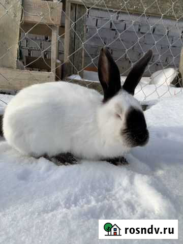 Калифорнийские Арзамас - изображение 1