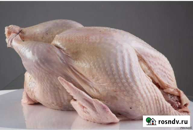 Индейка домашняя Киров - изображение 1