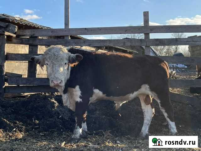 Быки на племя Шебекино - изображение 1