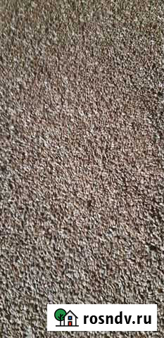 Пшеница Пшехская - изображение 1