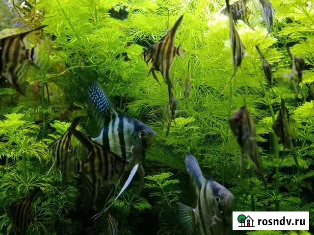 Аквариумные гидробионты Йошкар-Ола - изображение 1