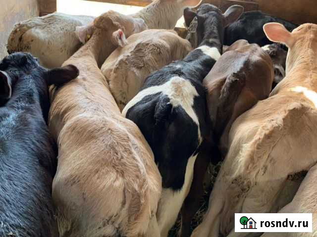 Телочки и бычки Покровское - изображение 1