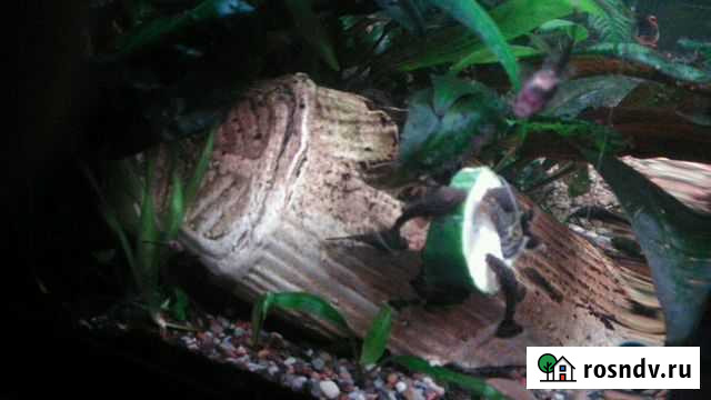 Рыбки Анциструсы Калининград - изображение 1