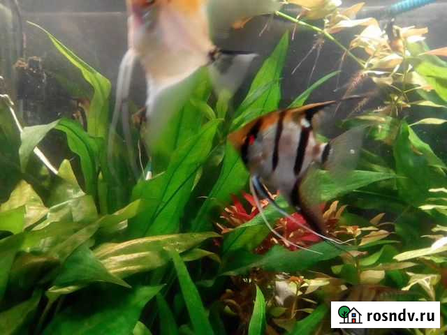 Рыбки Кумертау - изображение 1