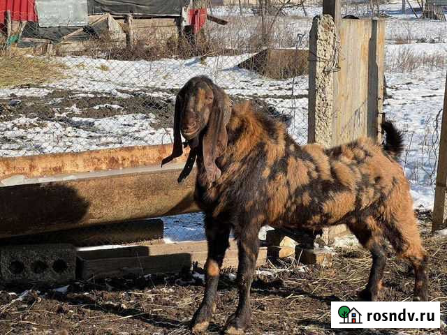 Англо нубийские козы Хасавюрт - изображение 1