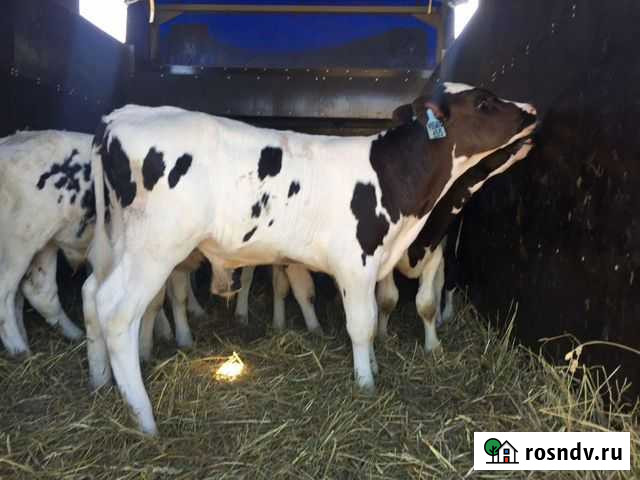 Телята бычки Константиновск - изображение 1