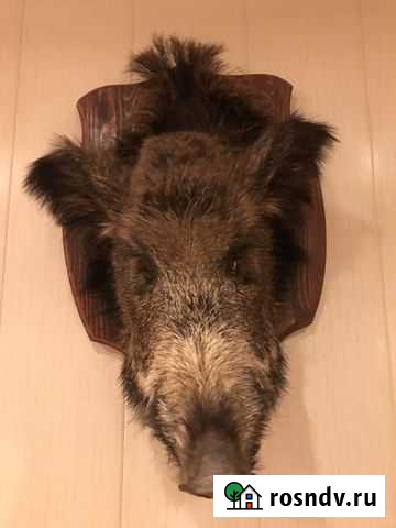 Чучело головы кабана Рязань - изображение 1