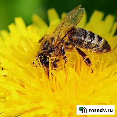 Пчелы с ульями Саранск - изображение 1