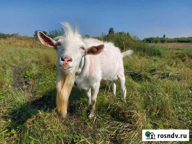 Козел Тим - изображение 1