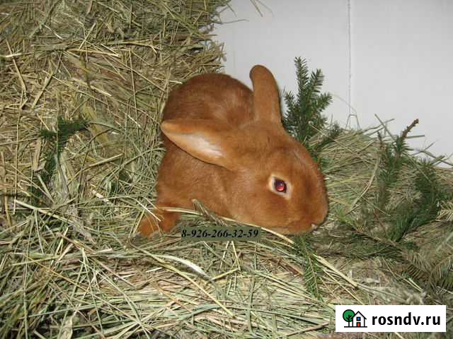 Кролики Москва - изображение 1