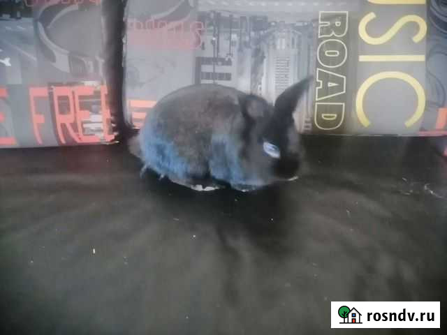 Карликовый кролик с приданным Москва - изображение 1