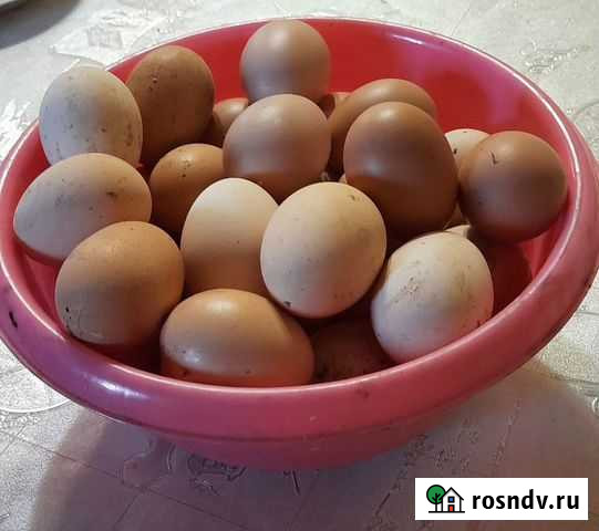 Яйцо молодых курочек Усолье-Сибирское - изображение 1
